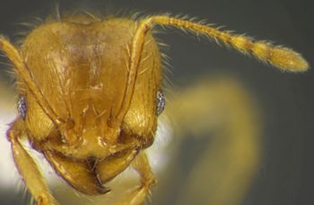 Media type: image;   Entomology 34179 Aspect: head frontal view